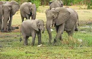 Nasce l'Alleanza per gli elefanti asiatici