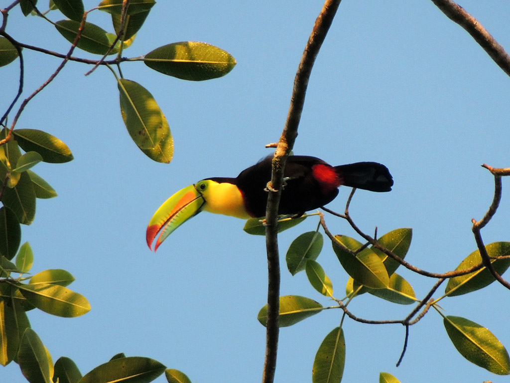 411 - Parco Tortuguero - Tucano - Costa Rica