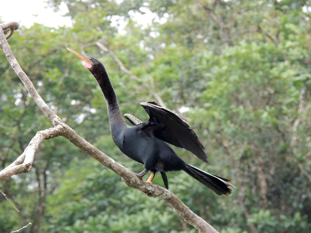 415 - Parco Tortuguero - Cormorano - Costa Rica