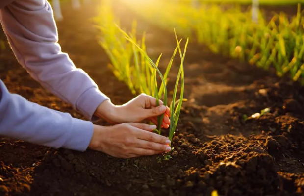 NEL 2025 AUMENTANO <BR> I GIOVANI AGRICOLTORI