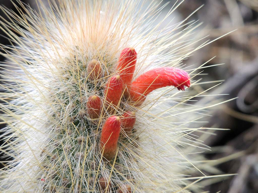 Fiore di cactus/1 - Argentina