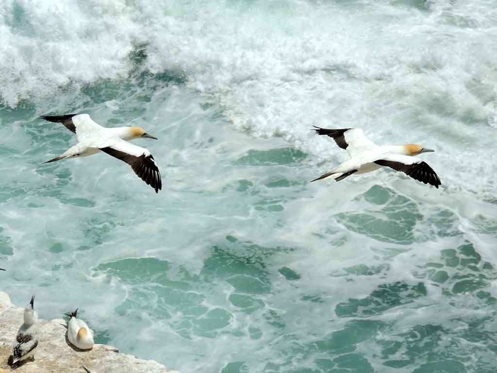 854 - Parco Muriwai gannet in volo - Nuova Zelanda