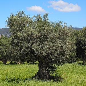 Italyâs olive groves declines as global production hits record high