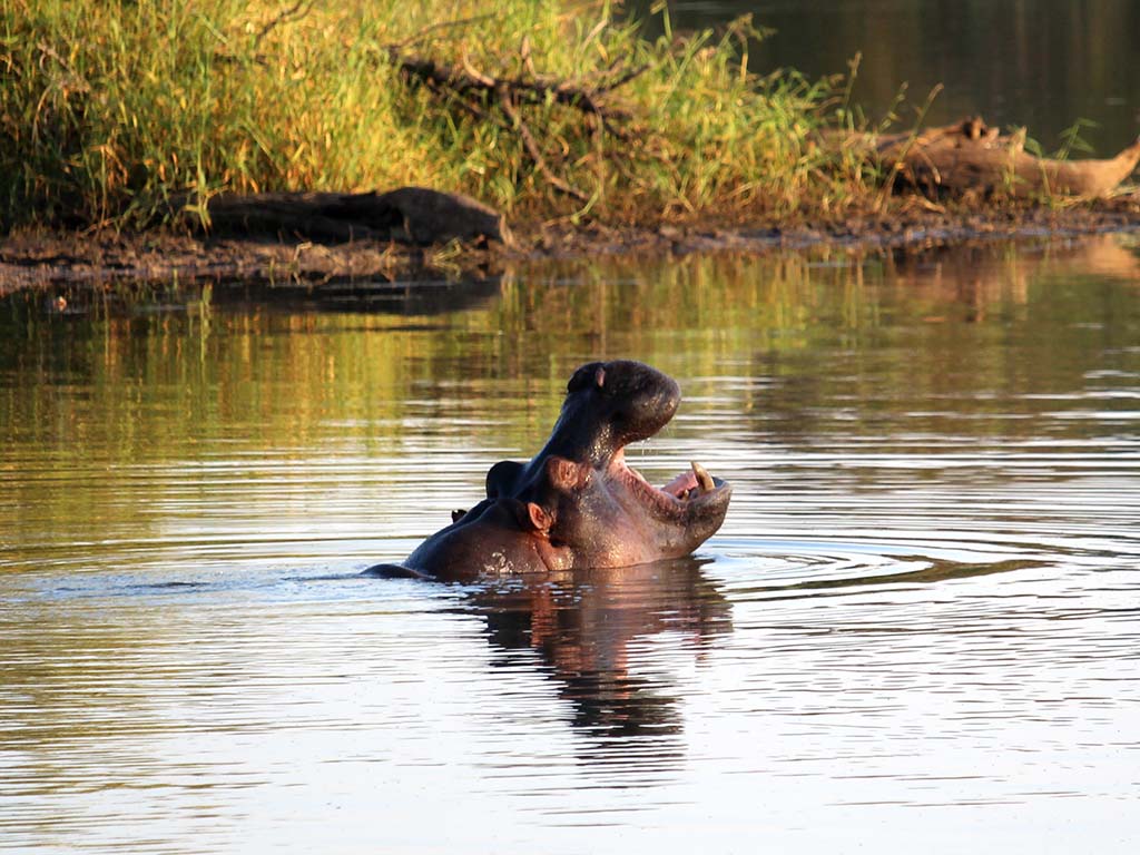 718 - Ippopotamo nella riserva di Mpumalanga - Sud Africa