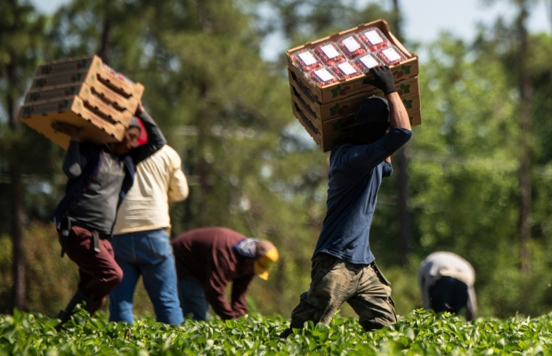 CAPORALATO, SAVIANO: <BR> L'AGRICOLTURA E’ MORTA 