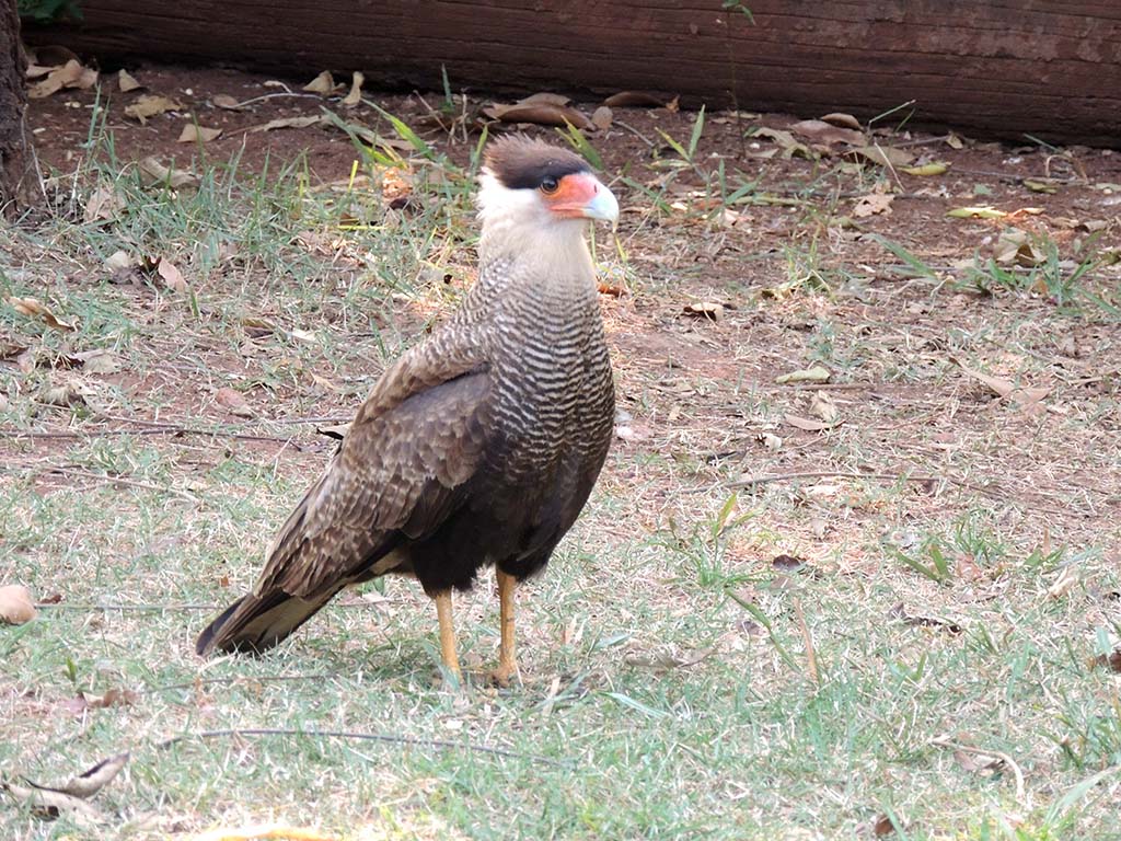 514 - Parco Nazionale del Pantanal - Brasile