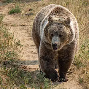 A veterinary report exonerates the JJ4 bear: she is not the killer of Andrea Papi