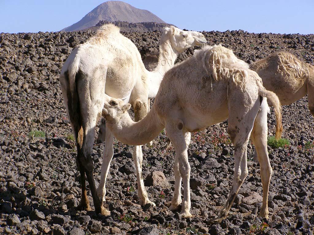 370 - Deserto Tassili-Tamanrasset