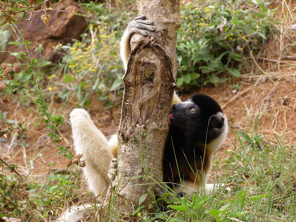335 - Lemure Sifaka - Madagascar