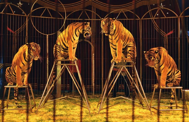 TUTELA DEGLI ANIMALI <br> CHE COSA Eâ CAMBIATO?