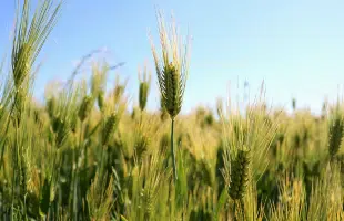 DALLA RUSSIA A ISRAELE <BR> IL GRANO RUBATO A KIEV?