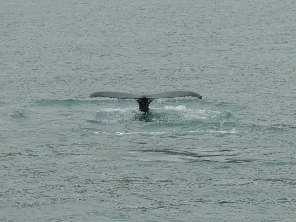 2 - Balena