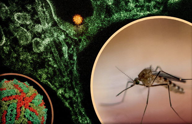  WEST NILE: SECONDA <BR>  VITTIMA NEL LAZIO  