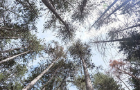 Le foreste di pino nero fuori dal loro areale naturale possono sostenere la biodiversitÃ 