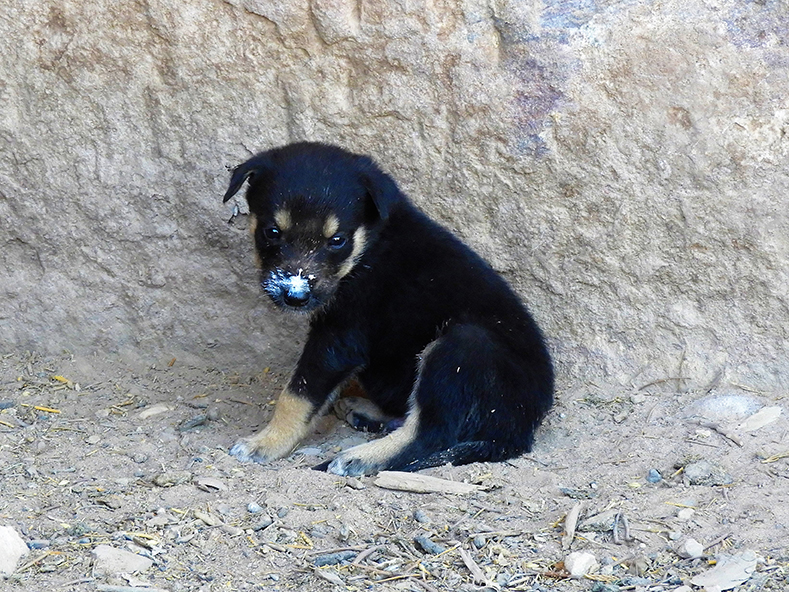 1064 - - Cucciolo di cane 