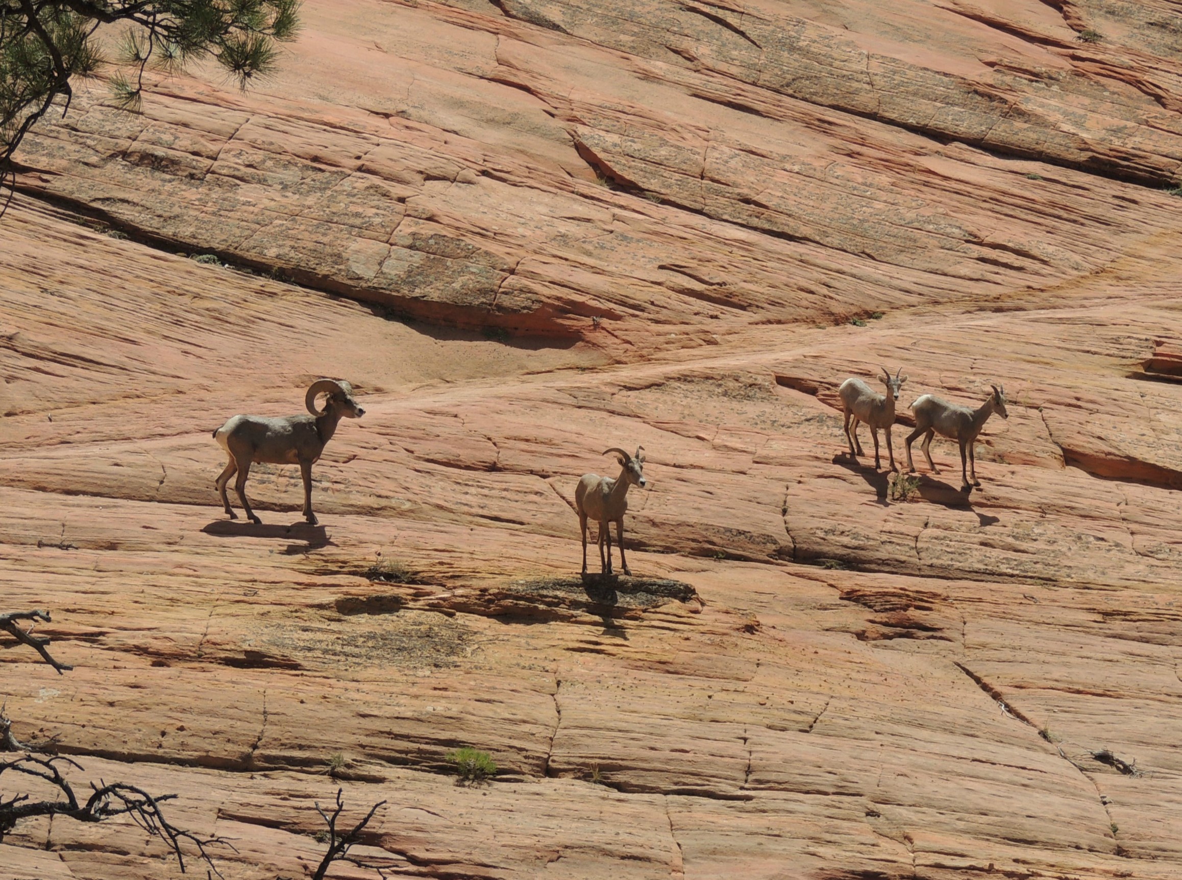 Stambecchi nello Zion National Park Utah - USA