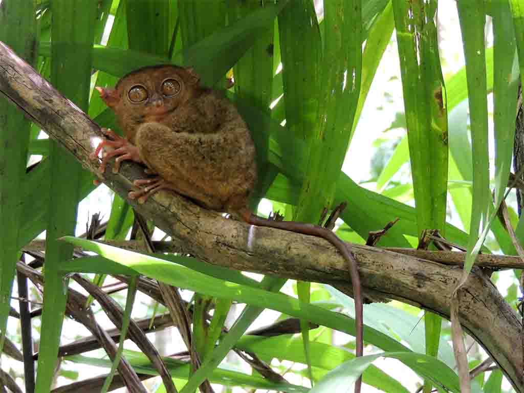 816 - Filippine - Tarsier primate endemico