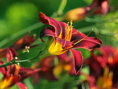 I BIG DATA APPLICATI ALLA BOTANICA SVELANO LA STORIA EVOLUTIVA DELLE PIANTE