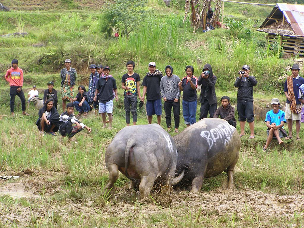 489 - Sulawesi Tana Toraja combattimento tra bufali - Indonesia