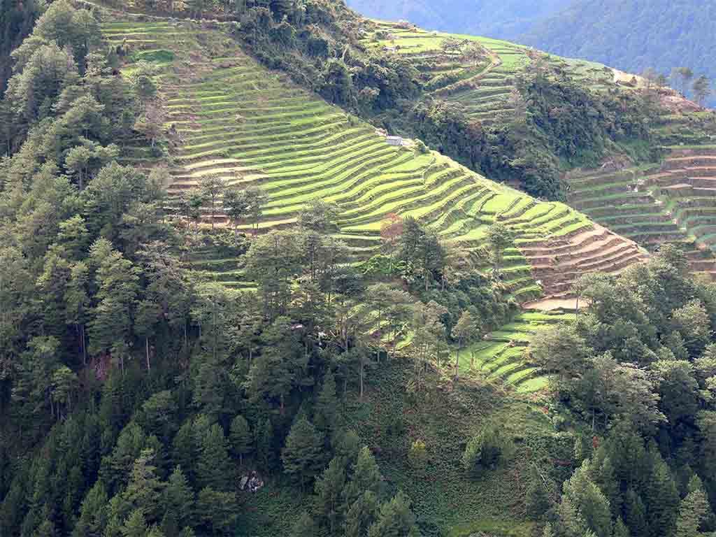809 - Terrazze di riso a Sagada - Filippine
