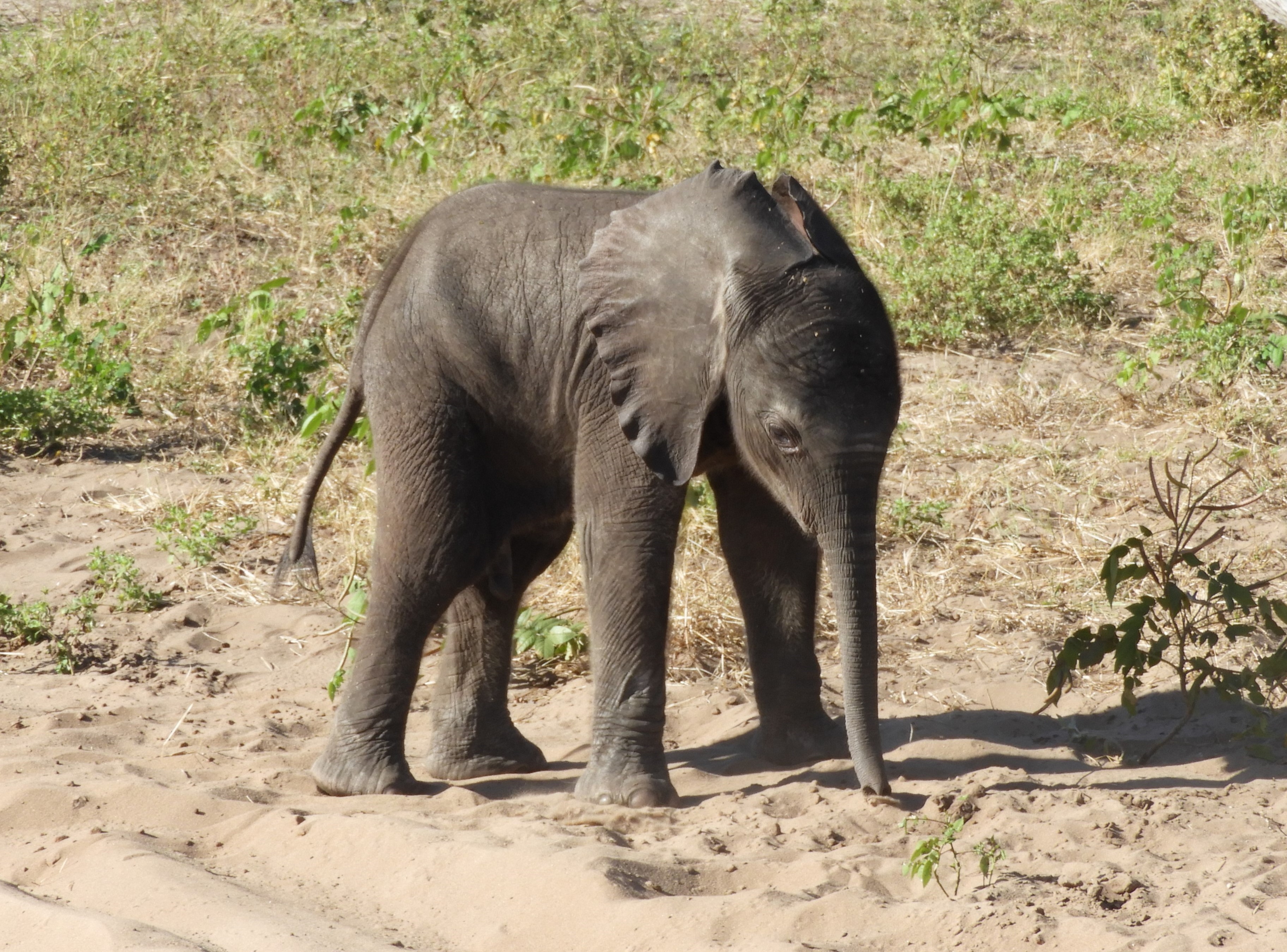 Cucciolo di elefante nel Parco Nazionale del Chobe - Botswana